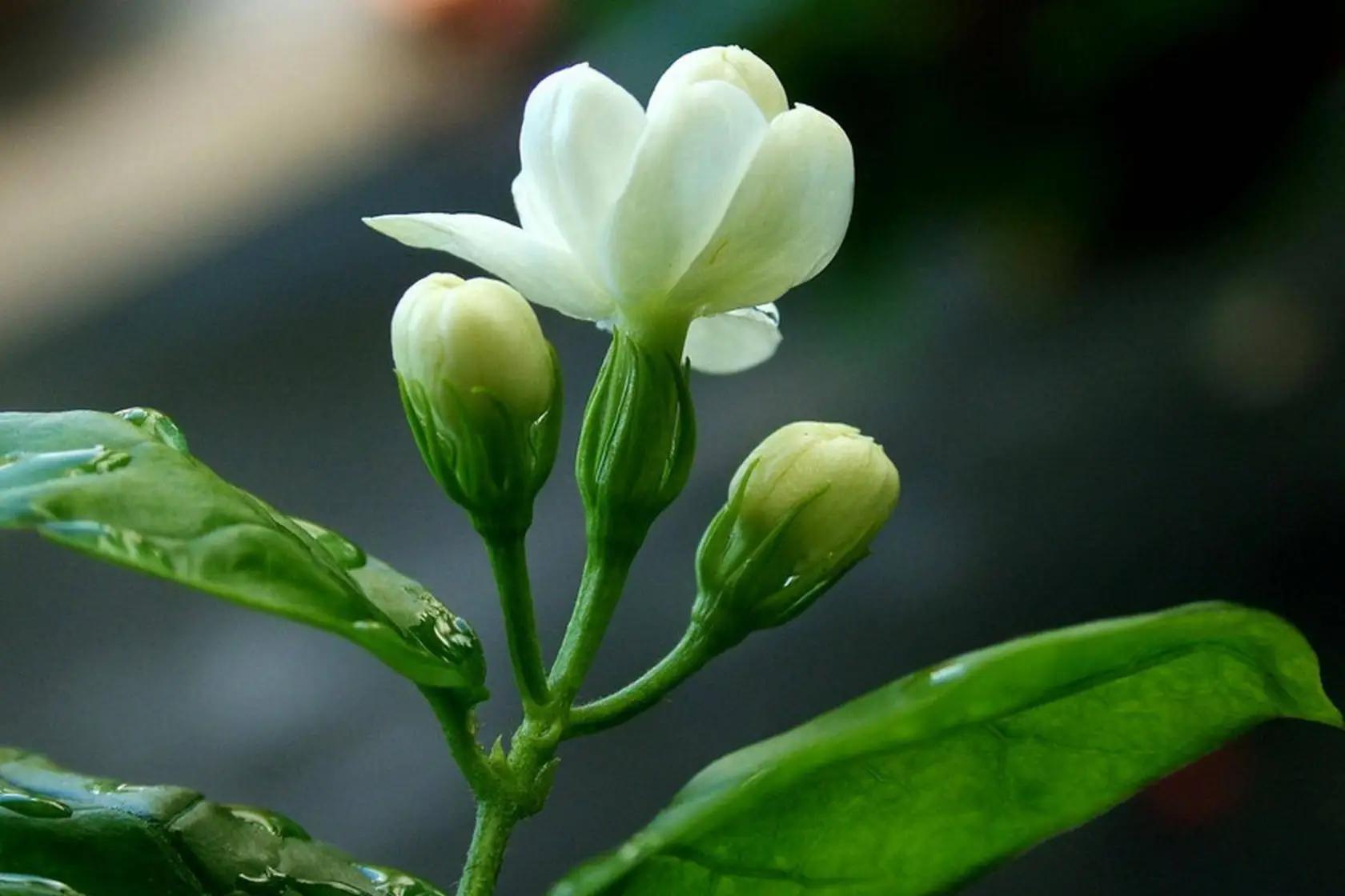 接大喜发横财 未来半月桃花运旺盛 日子舒坦的四大生肖