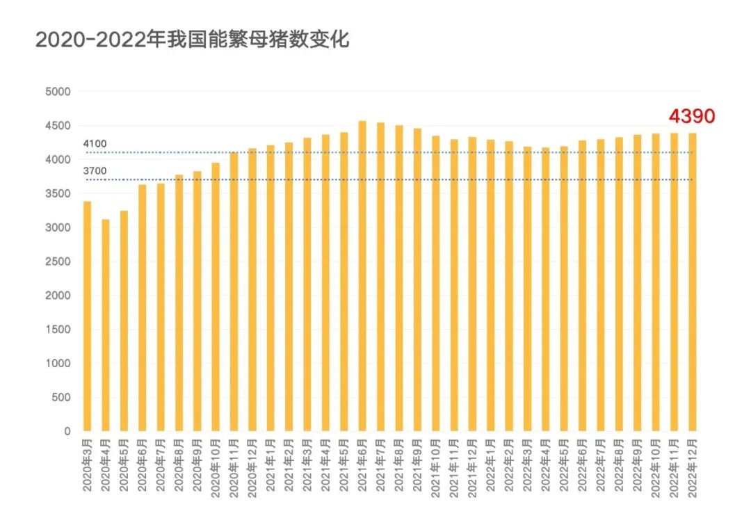 野猪数量激增之谜 从濒危到横行霸道