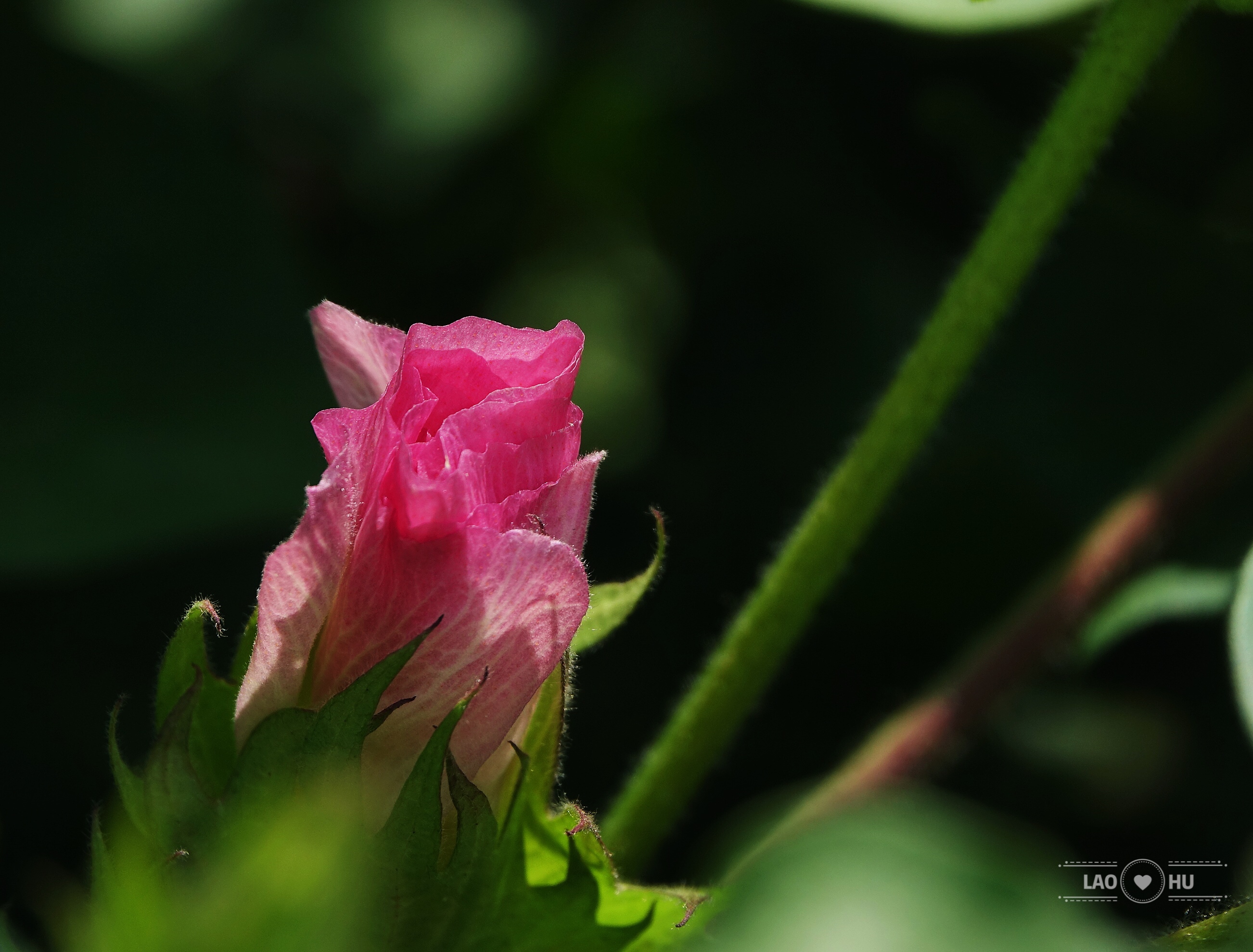 多点开花轻取