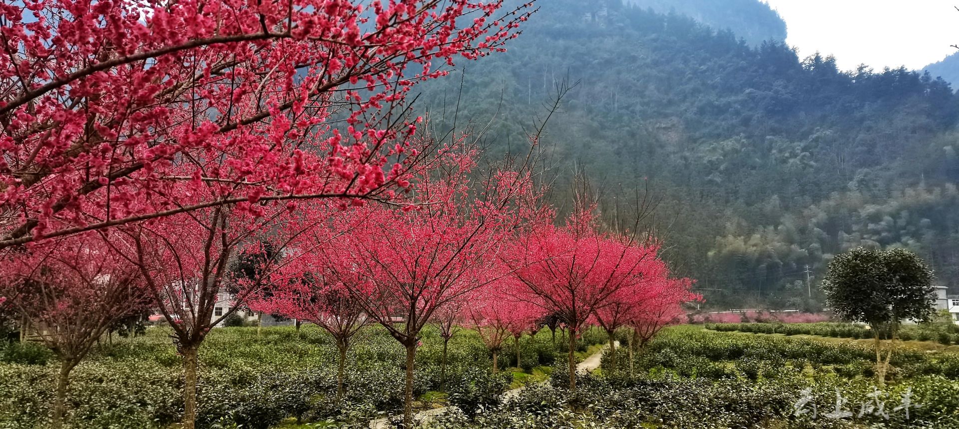 梅香满城