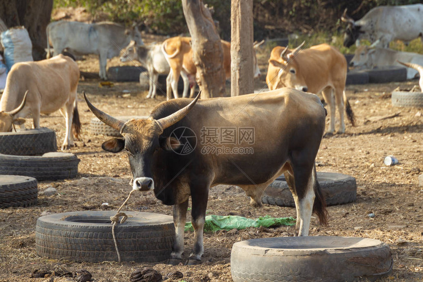 带领公牛以吉迪三双优势战胜篮网 崔永熙生涯首粒运动战进球